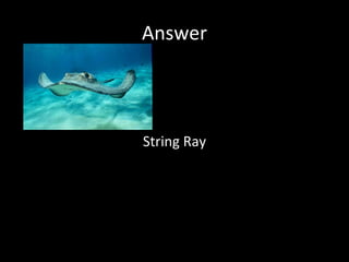 Answer String Ray 