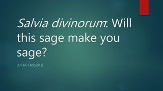 Salvia divinorum: Will
this sage make you
sage?
LUCAS CASSERLIE
 