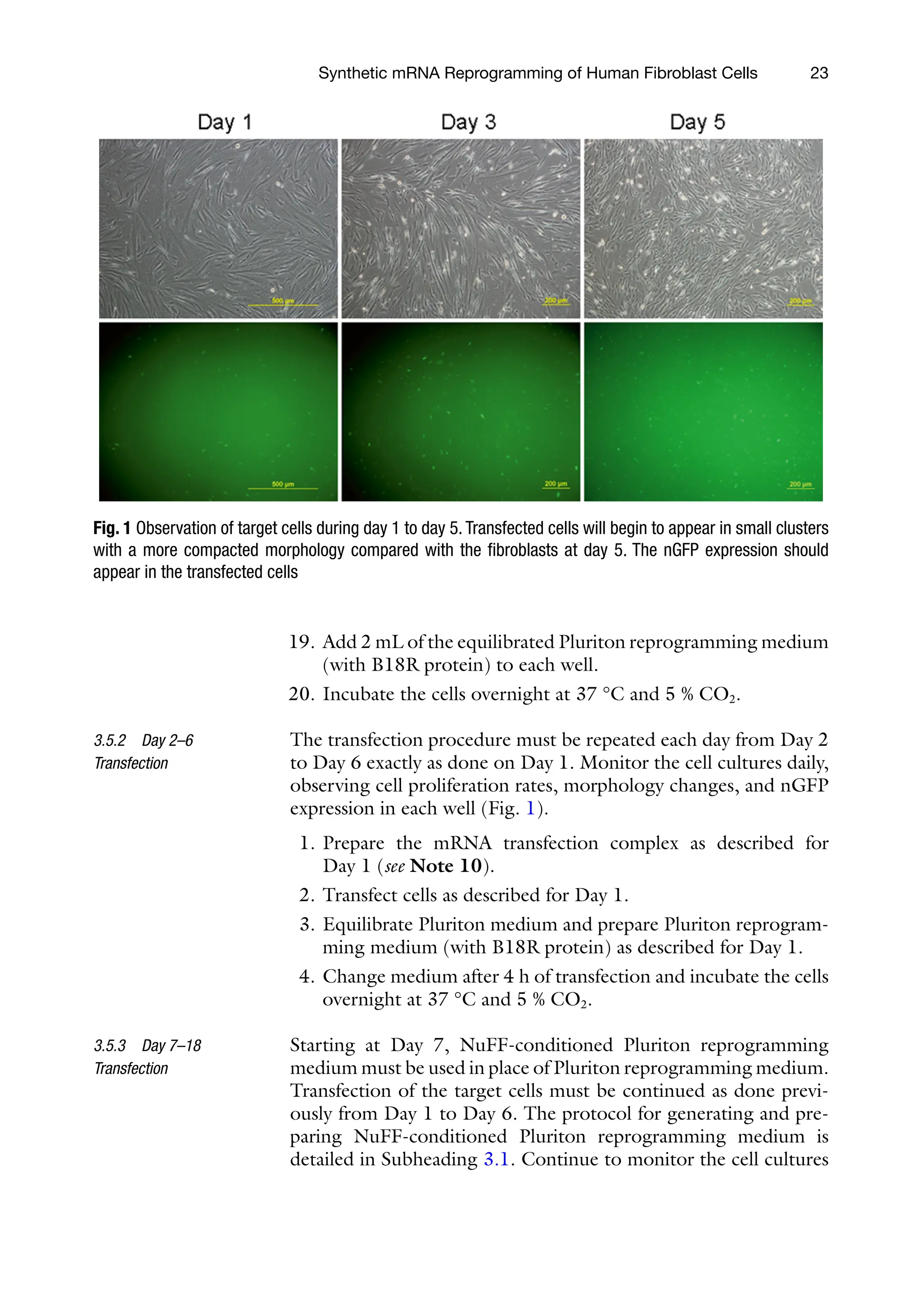 23
19. Add 2 mL of the equilibrated Pluriton reprogramming medium
(with B18R protein) to each well.
20. Incubate the cells overnight at 37 °C and 5 % CO2.
The transfection procedure must be repeated each day from Day 2
to Day 6 exactly as done on Day 1. Monitor the cell cultures daily,
observing cell proliferation rates, morphology changes, and nGFP
expression in each well (Fig. 1).
1. Prepare the mRNA transfection complex as described for
Day 1 (see Note 10).
2. Transfect cells as described for Day 1.
3. Equilibrate Pluriton medium and prepare Pluriton reprogram-
ming medium (with B18R protein) as described for Day 1.
4. Change medium after 4 h of transfection and incubate the cells
overnight at 37 °C and 5 % CO2.
Starting at Day 7, NuFF-conditioned Pluriton reprogramming
medium must be used in place of Pluriton reprogramming medium.
Transfection of the target cells must be continued as done previ-
ously from Day 1 to Day 6. The protocol for generating and pre-
paring NuFF-conditioned Pluriton reprogramming medium is
detailed in Subheading 3.1. Continue to monitor the cell cultures
3.5.2 Day 2–6
Transfection
3.5.3 Day 7–18
Transfection
Fig. 1 Observation of target cells during day 1 to day 5. Transfected cells will begin to appear in small clusters
with a more compacted morphology compared with the fibroblasts at day 5. The nGFP expression should
appear in the transfected cells
Synthetic mRNA Reprogramming of Human Fibroblast Cells
 