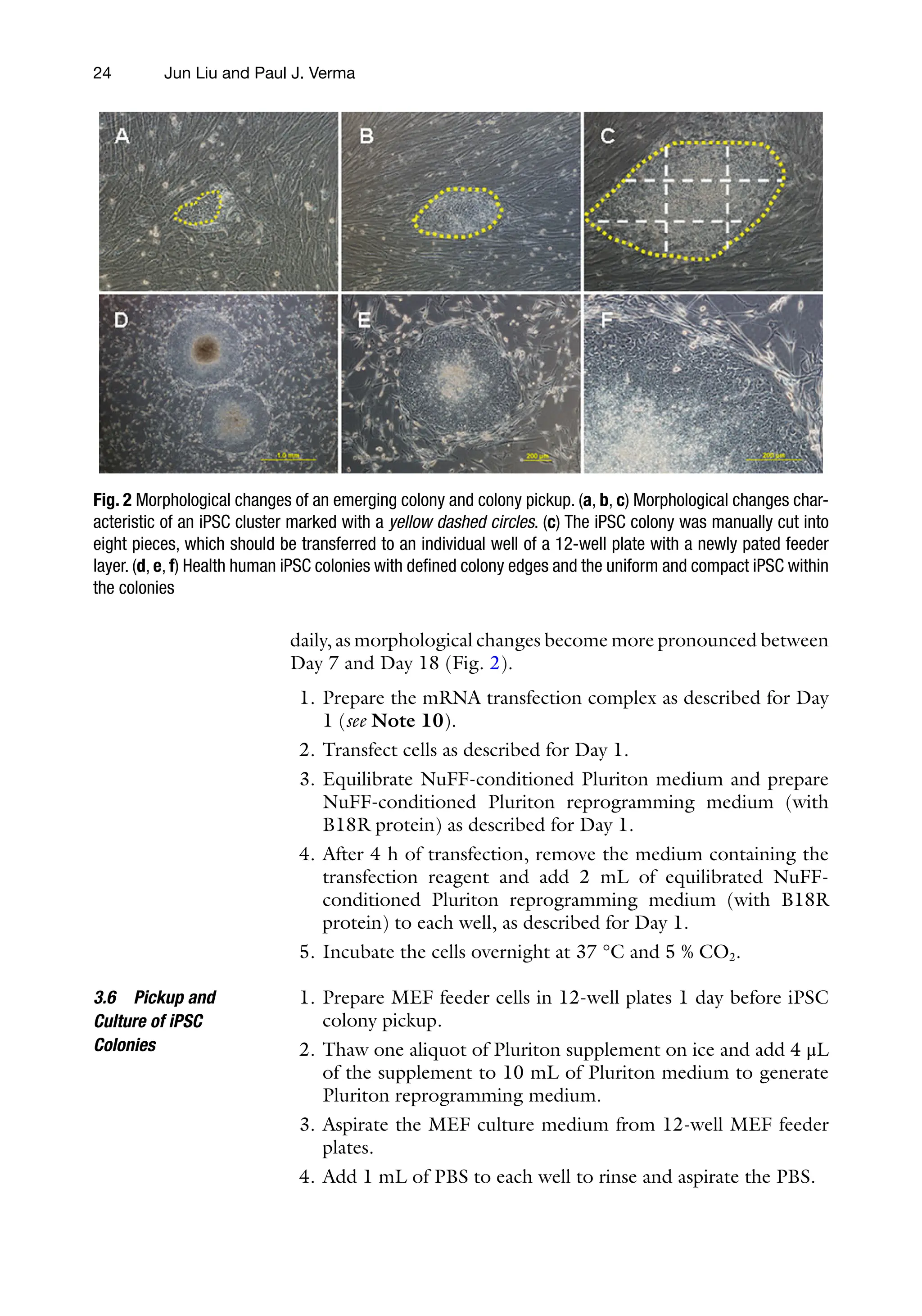 24
daily, as morphological changes become more pronounced between
Day 7 and Day 18 (Fig. 2).
1. Prepare the mRNA transfection complex as described for Day
1 (see Note 10).
2. Transfect cells as described for Day 1.
3. Equilibrate NuFF-conditioned Pluriton medium and prepare
NuFF-conditioned Pluriton reprogramming medium (with
B18R protein) as described for Day 1.
4. After 4 h of transfection, remove the medium containing the
transfection reagent and add 2 mL of equilibrated NuFF-
conditioned Pluriton reprogramming medium (with B18R
protein) to each well, as described for Day 1.
5. Incubate the cells overnight at 37 °C and 5 % CO2.
1. Prepare MEF feeder cells in 12-well plates 1 day before iPSC
colony pickup.
2. Thaw one aliquot of Pluriton supplement on ice and add 4 μL
of the supplement to 10 mL of Pluriton medium to generate
Pluriton reprogramming medium.
3. Aspirate the MEF culture medium from 12-well MEF feeder
plates.
4. Add 1 mL of PBS to each well to rinse and aspirate the PBS.
3.6 Pickup and
Culture of iPSC
Colonies
Fig. 2 Morphological changes of an emerging colony and colony pickup. (a, b, c) Morphological changes char-
acteristic of an iPSC cluster marked with a yellow dashed circles. (c) The iPSC colony was manually cut into
eight pieces, which should be transferred to an individual well of a 12-well plate with a newly pated feeder
layer. (d, e, f) Health human iPSC colonies with defined colony edges and the uniform and compact iPSC within
the colonies
Jun Liu and Paul J. Verma
 