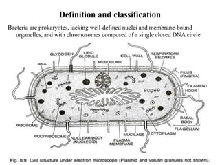 bacterial cell diagram
