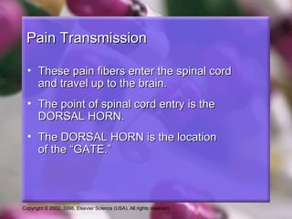 Copyright © 2002, 1998, Elsevier Science (USA). All rights reserved.
Pain TransmissionPain Transmission
• These pain fibers enter the spinal cordThese pain fibers enter the spinal cord
and travel up to the brain.and travel up to the brain.
• The point of spinal cord entry is theThe point of spinal cord entry is the
DORSAL HORN.DORSAL HORN.
• The DORSAL HORN is the locationThe DORSAL HORN is the location
of the “GATE.”of the “GATE.”
 