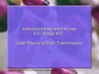 Copyright © 2002, 1998, Elsevier Science (USA). All rights reserved.
Instructors may want to useInstructors may want to use
EIC Image #37:EIC Image #37:
Gate Theory of Pain TransmissionGate Theory of Pain Transmission
 