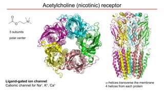 26426-F22-Wk 2 Lecture - Receptors (2).pdf