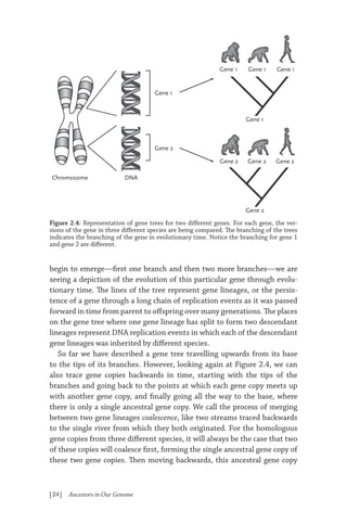 Harris Evolution Ancestors In Our Genome The New Science Of Human Evolution Harris | PDF