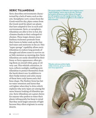 Xeric Types Air Plants The Curious World Of Tillandsias First Edition Zenaida Sengo ...