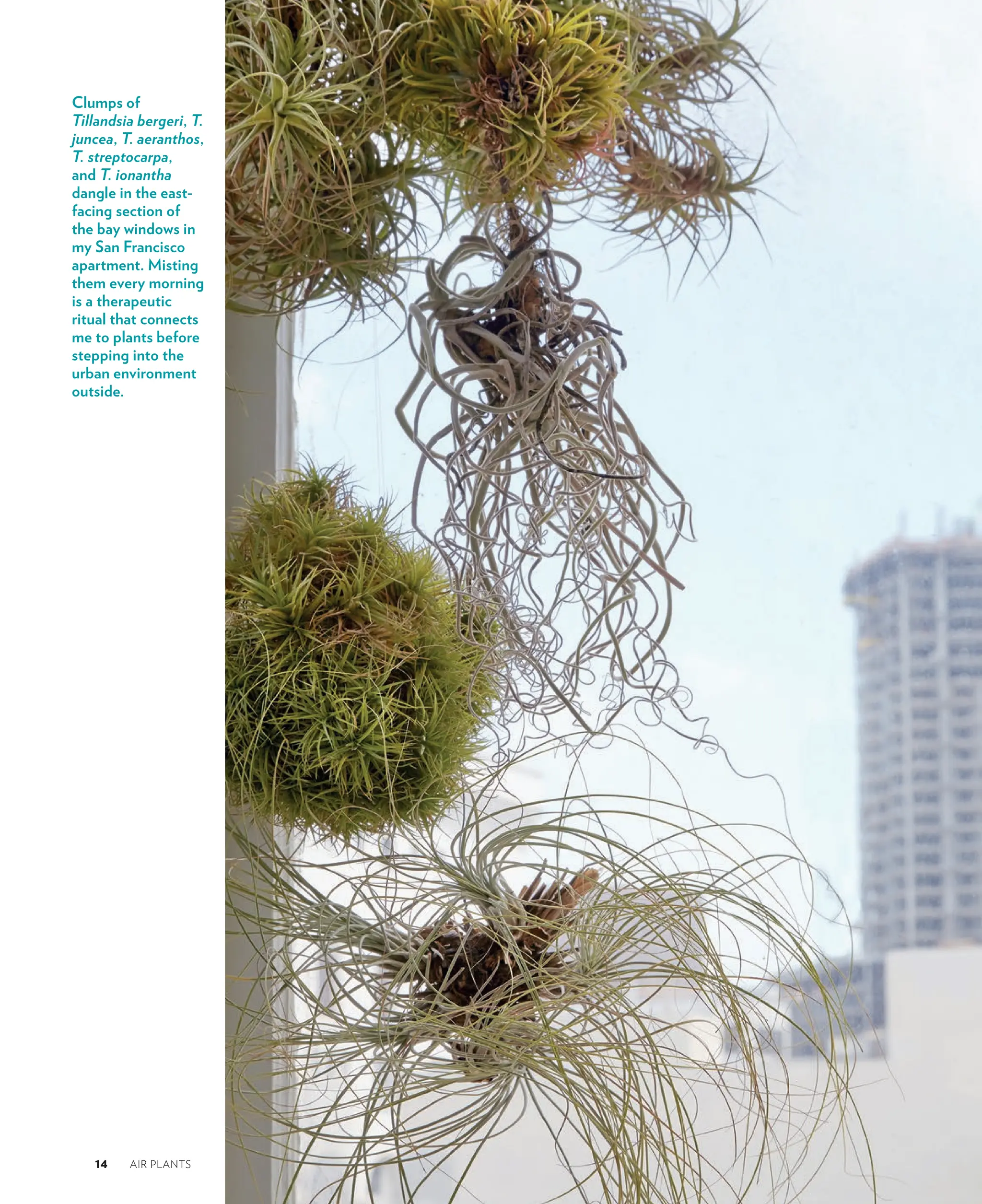 Air Plants The Curious World Of Tillandsias First Edition Zenaida Sengo ...