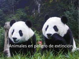 Animales en peligro de extinción 
 