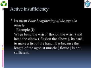265977850-Muscle-Strength-and-Muscle-Action.pptx