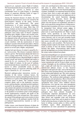International Journal of Trend in Scientific Research and Development @ www.ijtsrd.com eISSN: 2456-6470
@ IJTSRD | Unique Paper ID – IJTSRD52247 | Volume – 6 | Issue – 6 | September-October 2022 Page 2135
campestris pv. juglandis causes blight of walnuts.
The bacterial pustule disease of soybean caused by X.
campestris pv. glycines is known to cause
considerable losses in yield (Figure 3). Gumming
disease of sugarcane affecting yields of sugar is
caused by X. campestris pv. vasculorum.
Among the bacterial diseases of plants, the most
widespread and destructive losses are caused by the
Gram-negative bacteria of the genus, Erwinia,
Pseudomonas and Xanthomonas. The genus
Xanthomonas is of great economic importance
because of its broad host range. More than 145
species of plants are known to be infected, mainly by
biotrophic pathogens, belonging to this genus. These
pathogens cause many types of disease symptoms
including spots, blights, cankers and vascular wilts.
The type of physiological function that is affected
first depends on the cells and tissues of the host plant
that become infected. Thus the infection of xylem
vessels interferes with the translocation of water
leading to vascular wilts [24,25] and cankers, whereas
infection of foliage interferes with the photosynthetic
process as in leaf spots, blights, and pustules.
Angular leaf spot disease of cotton is caused by X.c.
pv. malvacearum. The disease is present wherever
cotton is grown. The bacterium attacks the leaves as
well as young cotton bolls. In rice, X.c. pv. oryzae
causes leaf blight disease. Bacterial blight or stripe of
several cereals and streak of sorghum and maize is
caused by X.c. pv. translucens. X.c. pv. juglandis
causes blight of walnuts. In the case of soybean,
bacterial pustule disease caused by X.c. pv. glycines is
known to inflict considerable losses in yield.
Gumming disease of sugarcane affecting yields of
sugar is caused by X.c. pv. vascularum.
Bacterial pathogen–plant interactions involve an
interplay of the various virulence factors, the
hypersensitivity response and pathogenicity (hrp) and
avirulence (avr) genes of the pathogen and the disease
resistance genes in plants. The virulence factors
comprise agents such as the hydrolytic enzymes,
toxins, polysaccharides, and plant growth regulators
secreted by the pathogen that damage or alter plant
cells and provide optimal environment for the growth
of the pathogen. On the other hand avirulence factors
or the products of avirulence genes of the pathogen
invoke hypersensitive response and death of the
surrounding cells in the resistant host. This restricts
the spread of the pathogen and in turn restricts its host
range. Hrp genes in the pathogen regulate both the
avr-induced hypersensitivity reaction as well as
pathogenicity.
Unlike viruses, most bacterial diseases of plants do
not require insects as vectors, relying instead on rain,
wind, soil, seed dispersal or other means of transport
and entry to plants. However, insect vectors
contribute to the spread of some bacterial pathogens
of plants. Fireblight is an important bacterial disease
of pome fruits such as pears and apples in which
flower-visiting insects may have an important role in
disseminating the causal bacterium (Erwinia
amylovora) among blossoms. Insects are not
essential, however, for fireblight to spread within
plants once the bacteria are established, and there is
little vector specificity among flower-visiting insects.
Bacteria that rot potatoes (Erwinia caratovora) may
be transported from infested potato tubers to
uninfested tubers by flies whose maggots feed on
plant roots or seeds beneath the soil. There is much
greater vector specificity in corn flea beetle
transmission of the bacterium (Erwinia stewartii) that
causes Stewart's wilt of corn and cucumber beetle
transmission of the bacterium (Erwinia tracheiphila)
that causes curcurbit wilt, an important disease of
melons, squash, and cucumbers. The bacteria enter
feeding wounds made by the beetle vectors, but not
much is known of how the beetles introduce the
bacteria into plants. Overwintering adult beetles
provide an important way for these bacteria to survive
the winter season without host plants.
Some bacterial pathogens are specialized parasites of
plant vascular systems and require insect vectors for
plant-to-plant movement and to enter and infect
plants. These bacterial pathogens are specialized for
vector transmission and for living in plant vascular
systems. Examples are the mollicutes (bacteria that
lack a rigid cell wall) that live exclusively in the
nutrient-rich phloem tissues. A few bacterial
pathogens with rigid cell walls, such as the bacterium
that causes citrus greening disease, also specialize in
living within plant phloem sap. The citrus greening
bacterium is transmitted by psyllids (superfamily
Psylloidea). The mollicute plant pathogens include
phytoplasmas and spiroplasmas. Most of the helical-
shaped spiroplasma pathogens of plants, such as the
spiroplasma that causes citrus stubborn disease
(Spiroplasma citri) and the corn stunt spiroplasma
(Spiroplasma kunkelii), can be cultured on artificial
media. So far, none of the phytoplasma (formerly
known as mycoplasma-like organism) plant
pathogens have been cultured. Examples of
economically important phytoplasmas are aster
yellows phytoplasma in lettuce, carrot, celery, and
other flower and vegetable crops and X-disease
phytoplasma in stone fruits such as peach or cherry.
Lethal yellowing disease of palms has been a major
factor in killing coconut palms in Africa and the
Caribbean region. Both phytoplasmas and
spiroplasmas are more specialized for parasitizing
 