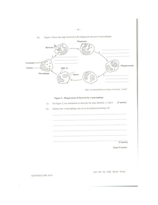 Biology unit 2 paper 2 2014 | PDF