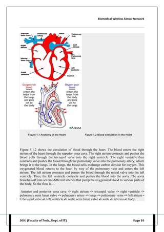 Biomedical Wireless Sensor Network
DDU (Faculty of Tech., Dept. of IT) Page 10
Figure 1.1 Anatomy of the Heart Figure 1.2 Blood circulation in the Heart
Figure 5.1.2 shows the circulation of blood through the heart. The blood enters the right
atrium of the heart through the superior vena cava. The right atrium contracts and pushes the
blood cells through the tricuspid valve into the right ventricle. The right ventricle then
contracts and pushes the blood through the pulmonary valve into the pulmonary artery, which
brings it to the lungs. In the lungs, the blood cells exchange carbon dioxide for oxygen. This
oxygenated blood returns to the heart by way of the pulmonary vein and enters the left
atrium. The left atrium contracts and pumps the blood through the mitral valve into the left
ventricle. Then, the left ventricle contracts and pushes the blood into the aorta. The aorta
branches off into several different arteries that pump the oxygenated blood to various parts of
the body. So the flow is…
Anterior and posterior vena cava -> right atrium -> tricuspid valve -> right ventricle ->
pulmonary semi lunar valve -> pulmonary artery -> lungs -> pulmonary veins -> left atrium -
> bicuspid valve -> left ventricle -> aortic semi lunar valve -> aorta -> arteries -> body.
 