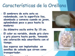 Características de la Orellana
 El sombrero de esta seta es
redondeado, con la superficie lisa,
abombada y convexa cuando es joven,
aplanándose poco a poco hasta la
madurez
 Su diámetro oscila entre 5y 15 cm.
 El color es variable, desde gris claro
o gris pizarra hasta pardo, tomando
una coloración más amarillenta con el
tiempo.
 Sus esporas son implantadas en
semillas de cebada que sirven como
transportador.
 