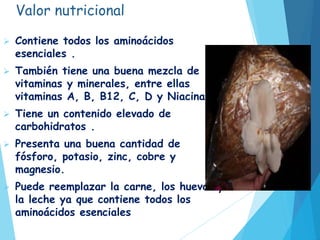 Valor nutricional
 Contiene todos los aminoácidos
esenciales .
 También tiene una buena mezcla de
vitaminas y minerales, entre ellas
vitaminas A, B, B12, C, D y Niacina.
 Tiene un contenido elevado de
carbohidratos .
 Presenta una buena cantidad de
fósforo, potasio, zinc, cobre y
magnesio.
 Puede reemplazar la carne, los huevos y
la leche ya que contiene todos los
aminoácidos esenciales
 