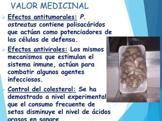 VALOR MEDICINAL
 Efectos antitumorales: P.
ostreatus contiene polisacáridos
que actúan como potenciadores de
las células de defensa.
 Efectos antivirales: Los mismos
mecanismos que estimulan el
sistema inmune, actúan para
combatir algunos agentes
infecciosos.
 Control del colesterol: Se ha
demostrado a nivel experimental
que el consumo frecuente de
setas disminuye el nivel de ácidos
 