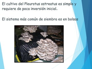 El cultivo del Pleurotus ostreatus es simple y
requiere de poca inversión inicial.
El sistema más común de siembra es en bolsas
 