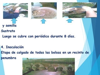 y semilla
Sustrato
Luego se cubre con periódico durante 8 días.
4. Inoculación
Etapa de colgado de todas las bolsas en un recinto de
penumbra
 