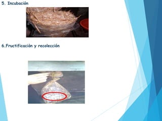 5. Incubación
En 40 días el moho empieza a invadir el
sustrato
6.Fructificaciòn y recolección
Este proceso consiste en el crecimiento de la
Orellana y su recolección para luego ser empacada
y vendida.
Para la recolección se necesita usar un cuchillo
previamente desinfectado con alcohol para evitar
el daño de la Orellana.
 