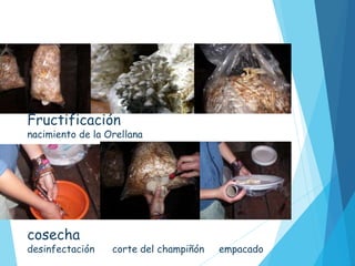 Fructificación
nacimiento de la Orellana
cosecha
desinfectación corte del champiñón empacado
 