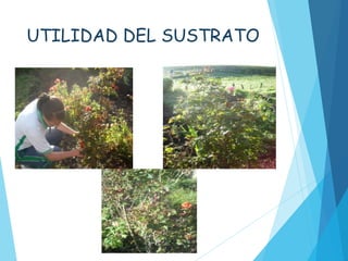 UTILIDAD DEL SUSTRATO
Luego de terminadas las cosechas, el sustrato puede
ser usado como fertilizante para plantas de jardín,
pastos y hortalizas. Este ayuda al crecimiento y
desarrollo de estos.
 