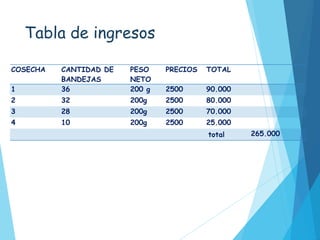 Tabla de ingresos
COSECHA CANTIDAD DE
BANDEJAS
PESO
NETO
PRECIOS TOTAL
1 36 200 g 2500 90.000
2 32 200g 2500 80.000
3 28 200g 2500 70.000
4 10 200g 2500 25.000
total 265.000
 