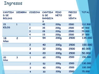 Ingresos
CANTIDA
D DE
BOLSAS
SIEMBRA COSECHA CANTIDA
D DE
BANDEJA
S
PESO
NETO
PRECIO
DE
VENTA
TOTAL
15
KILOS
1 1 45 200g 2500 112.500
2 35 200g 2500 87.500
3 28 200g 2500 70.000
4 15 200g 2500 37.500
18
kilos
2 1 54 200g 2500 135.000
2 40 200g 2500 100.000
3 32 200g 2500 80.000
4 20 200g 2500 50.000
20
kilos
3 1 60 200g 2500 150.000
2 52 200g 2500 130.000
3 40 200g 2500 100.000
4 30 200g 2500 75.000
 