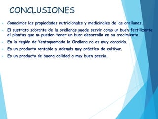 CONCLUSIONES
 Conocimos las propiedades nutricionales y medicinales de las orellanas.
 El sustrato sobrante de la orellanas puede servir como un buen fertilizante
el plantas que no pueden tener un buen desarrollo en su crecimiento.
 En la región de Ventaquemada la Orellana no es muy conocida.
 Es un producto rentable y además muy práctico de cultivar.
 Es un producto de buena calidad a muy buen precio.
 