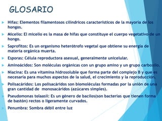 GLOSARIO
 Hifas: Elementos filamentosos cilíndricos característicos de la mayoría de los
hongos.
 Micelio: El micelio es la masa de hifas que constituye el cuerpo vegetativo de un
hongo.
 Saprofitos: Es un organismo heterótrofo vegetal que obtiene su energía de
materia orgánica muerta.
 Esporas: Célula reproductora asexual, generalmente unicelular.
 Aminoácidos: Son moléculas orgánicas con un grupo amino y un grupo carboxilo.
 Niacina: Es una vitamina hidrosoluble que forma parte del complejo B y que es
necesaria para muchos aspectos de la salud, el crecimiento y la reproducción.
 Polisacáridos: Los polisacáridos son biomolèculas formadas por la unión de una
gran cantidad de monosacáridos (azúcares simples).
 Pseudomonas tolaasii: Es un género de bacilos(son bacterias que tienen forma
de bastón) rectos o ligeramente curvados.
 Penumbra: Sombra débil entre luz y oscuridad.
 