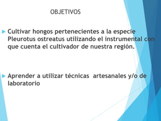 OBJETIVOS
 Cultivar hongos pertenecientes a la especie
Pleurotus ostreatus utilizando el instrumental con
que cuenta el cultivador de nuestra región.
 Aprender a utilizar técnicas artesanales y/o de
laboratorio
 