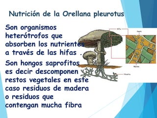 Nutrición de la Orellana pleurotus
Son organismos
heterótrofos que
absorben los nutrientes
a través de las hifas .
Son hongos saprofitos
es decir descomponen
restos vegetales en este
caso residuos de madera
o residuos que
contengan mucha fibra.
 