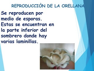 REPRODUCCIÒN DE LA ORELLANA
Se reproducen por
medio de esporas.
Estas se encuentran en
la parte inferior del
sombrero donde hay
varias laminillas.
 