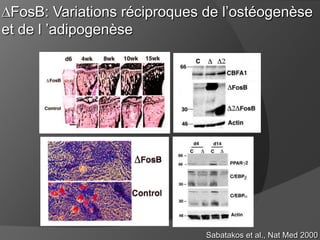 FosB: Variations réciproques de l’ostéogenèse
et de l ’adipogenèse

Sabatakos et al., Nat Med 2000

 