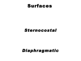 Surfaces   Sternocostal Diaphragmatic   