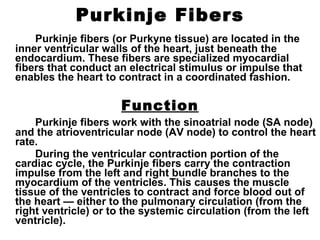 Purkinje Fibers Purkinje fibers (or Purkyne tissue) are located in the inner ventricular walls of the heart, just beneath the endocardium. These fibers are specialized myocardial fibers that conduct an electrical stimulus or impulse that enables the heart to contract in a coordinated fashion.  Function Purkinje fibers work with the sinoatrial node (SA node) and the atrioventricular node (AV node) to control the heart rate. During the ventricular contraction portion of the cardiac cycle, the Purkinje fibers carry the contraction impulse from the left and right bundle branches to the myocardium of the ventricles. This causes the muscle tissue of the ventricles to contract and force blood out of the heart — either to the pulmonary circulation (from the right ventricle) or to the systemic circulation (from the left ventricle). 
