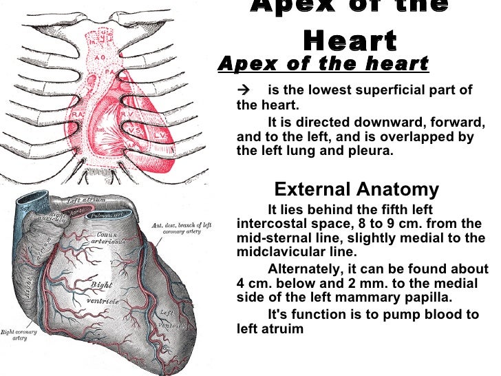 where is apex