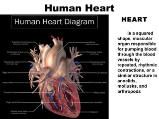 Human Heart
HEART
is a squared
shape, muscular
organ responsible
for pumping blood
through the blood
vessels by
repeated, rhythmic
contractions, or a
similar structure in
annelids,
mollusks, and
arthropods
 