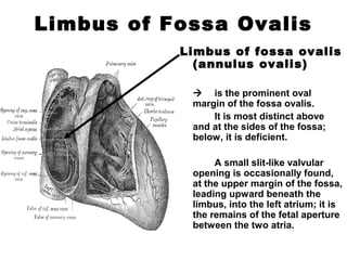 Limbus of Fossa Ovalis
Limbus of fossa ovalis
(annulus ovalis)
 is the prominent oval
margin of the fossa ovalis.
It is most distinct above
and at the sides of the fossa;
below, it is deficient.
A small slit-like valvular
opening is occasionally found,
at the upper margin of the fossa,
leading upward beneath the
limbus, into the left atrium; it is
the remains of the fetal aperture
between the two atria.
 