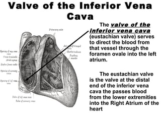 Valve of the Inferior Vena
Cava
The valve of the
inferior vena cava
(eustachian valve) serves
to direct the blood from
that vessel through the
foramen ovale into the left
atrium.
The eustachian valve
is the valve at the distal
end of the inferior vena
cava the passes blood
from the lower extremities
into the Right Atrium of the
heart
 