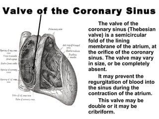 Valve of the Coronary Sinus
The valve of the
coronary sinus (Thebesian
valve) is a semicircular
fold of the lining
membrane of the atrium, at
the orifice of the coronary
sinus. The valve may vary
in size, or be completely
absent.
It may prevent the
regurgitation of blood into
the sinus during the
contraction of the atrium.
This valve may be
double or it may be
cribriform.
 