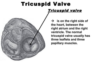 Tricuspid Valve
Tricuspid valve
 is on the right side of
the heart, between the
right atrium and the right
ventricle. The normal
tricuspid valve usually has
three leaflets and three
papillary muscles.
 