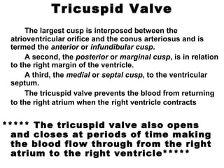 Tricuspid Valve
The largest cusp is interposed between the
atrioventricular orifice and the conus arteriosus and is
termed the anterior or infundibular cusp.
A second, the posterior or marginal cusp, is in relation
to the right margin of the ventricle.
A third, the medial or septal cusp, to the ventricular
septum.
The tricuspid valve prevents the blood from returning
to the right atrium when the right ventricle contracts
***** The tricuspid valve also opens
and closes at periods of time making
the blood flow through from the right
atrium to the right ventricle*****
 