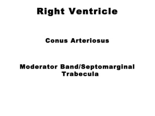 Right Ventricle
Conus Arteriosus
Moderator Band/Septomarginal
Trabecula
 