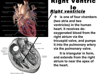 Right Ventric
le
Right ventricle
 is one of four chambers
(two atria and two
ventricles) in the human
heart. It receives de-
oxygenated blood from the
right atrium via the
tricuspid valve, and pumps
it into the pulmonary artery
via the pulmonary valve.
It is triangular in form,
and extends from the right
atrium to near the apex of
the heart.
 