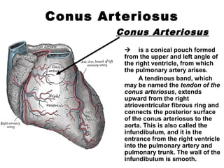 Conus Arteriosus
Conus Arteriosus
 is a conical pouch formed
from the upper and left angle of
the right ventricle, from which
the pulmonary artery arises.
A tendinous band, which
may be named the tendon of the
conus arteriosus, extends
upward from the right
atrioventricular fibrous ring and
connects the posterior surface
of the conus arteriosus to the
aorta. This is also called the
infundibulum, and it is the
entrance from the right ventricle
into the pulmonary artery and
pulmonary trunk. The wall of the
infundibulum is smooth.
 