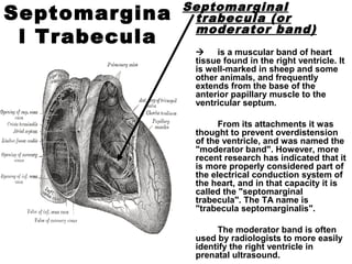 Septomargina
l Trabecula
Septomarginal
trabecula (or
moderator band)
 is a muscular band of heart
tissue found in the right ventricle. It
is well-marked in sheep and some
other animals, and frequently
extends from the base of the
anterior papillary muscle to the
ventricular septum.
From its attachments it was
thought to prevent overdistension
of the ventricle, and was named the
"moderator band". However, more
recent research has indicated that it
is more properly considered part of
the electrical conduction system of
the heart, and in that capacity it is
called the "septomarginal
trabecula". The TA name is
"trabecula septomarginalis".
The moderator band is often
used by radiologists to more easily
identify the right ventricle in
prenatal ultrasound.
 