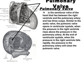 Pulmonary
ValvePulmonary Valve
 is the semilunar valve of the
heart that lies between the right
ventricle and the pulmonary artery
and has three cusps. Similar to the
aortic valve, the pulmonic valve
opens in ventricular systole, when
the pressure in the right ventricle
rises above the pressure in the
pulmonary artery. At the end of
ventricular systole, when the
pressure in the right ventricle falls
rapidly, the pressure in the
pulmonary artery will close the
pulmonic valve.
 
