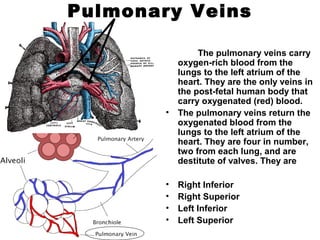 Pulmonary Veins
The pulmonary veins carry
oxygen-rich blood from the
lungs to the left atrium of the
heart. They are the only veins in
the post-fetal human body that
carry oxygenated (red) blood.
• The pulmonary veins return the
oxygenated blood from the
lungs to the left atrium of the
heart. They are four in number,
two from each lung, and are
destitute of valves. They are
• Right Inferior
• Right Superior
• Left Inferior
• Left Superior
 