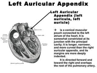 Left Auricular Appendix
Left Auricular
Appendix (left
auricula, left
auricle)
 is a conical muscular
pouch connected to the left
atrium of the heart. It is
somewhat constricted at its
junction with the principal
cavity; it is longer, narrower,
and more curved than the right
auricular appendix, and its
margins are more deeply
indented.
It is directed forward and
toward the right and overlaps
the root of the pulmonary artery.
 
