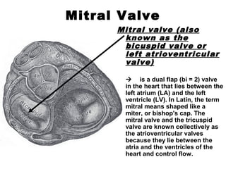 Mitral Valve
Mitral valve (also
known as the
bicuspid valve or
left atrioventricular
valve)
 is a dual flap (bi = 2) valve
in the heart that lies between the
left atrium (LA) and the left
ventricle (LV). In Latin, the term
mitral means shaped like a
miter, or bishop's cap. The
mitral valve and the tricuspid
valve are known collectively as
the atrioventricular valves
because they lie between the
atria and the ventricles of the
heart and control flow.
 
