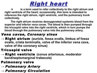 Right heart
 is a term used to refer collectively to the right atrium and
right ventricle of the heart; occasionally, this term is intended to
reference the right atrium, right ventricle, and the pulmonary trunk
collectively.
The right atrium receives deoxygenated systemic blood from the
superior and inferior vena cavae. The blood is then pumped through
the tricuspid valve into the right ventricle, which in turn pumps the
blood through the pulmonary valve into the pulmonary artery.
Vena cavae, Coronary sinus
→ Right atrium (auricle, fossa ovalis, limbus of fossa
ovalis, crista terminalis, valve of the inferior vena cava,
valve of the coronary sinus)
Tricuspid valve
→ Right ventricle (conus arteriosus, moderator
band/septomarginal trabecula)
Pulmonary valve
→ Pulmonary Artery
→ Pulmonary Circulation
 